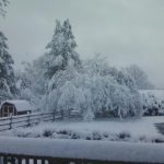 Betsy's Garden Betsy's Garden