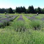 Lavender Farm Lavender Farm