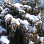 Maria H Winter Garden Maria H Winter Garden