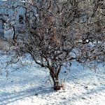 Maria H Winter Garden Maria H Winter Garden