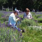 Lavender Farm Sept 2021 Lavender Farm Sept 2021