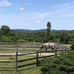 Stonecrop Gardens June 2023 Stonecrop Gardens June 2023