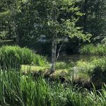 Stonecrop Gardens June 2023 Stonecrop Gardens June 2023