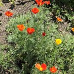 Stonecrop Gardens June 2023 Stonecrop Gardens June 2023