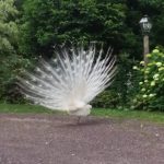 Paxson Hill Farm June 2022 Paxson Hill Farm June 2022